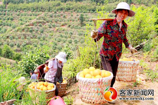 安遠：調優臍橙品種結構助農致富