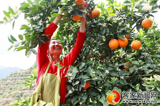 安遠：調優臍橙品種結構助農致富